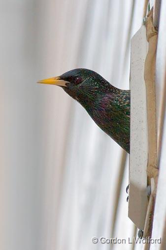 Starling In A Vent_52910.jpg - European Starling (Sturnus vulgaris) photographed at Ottawa, Ontario - the capital of Canada.